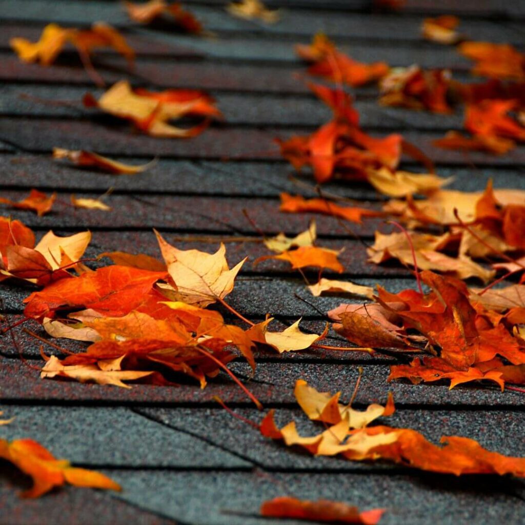 Roof Replacement during Autumn