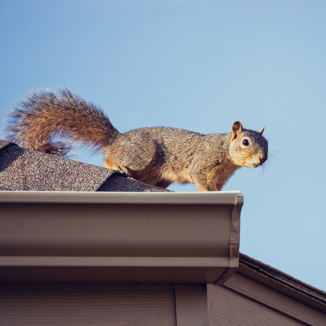 squirrels can damage your roof and siding
