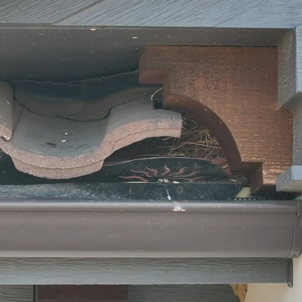 closing the gaps on this roof to prevent critters coming in