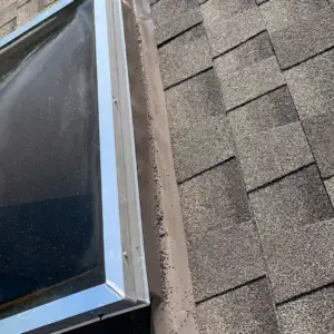 image of seal on skylight