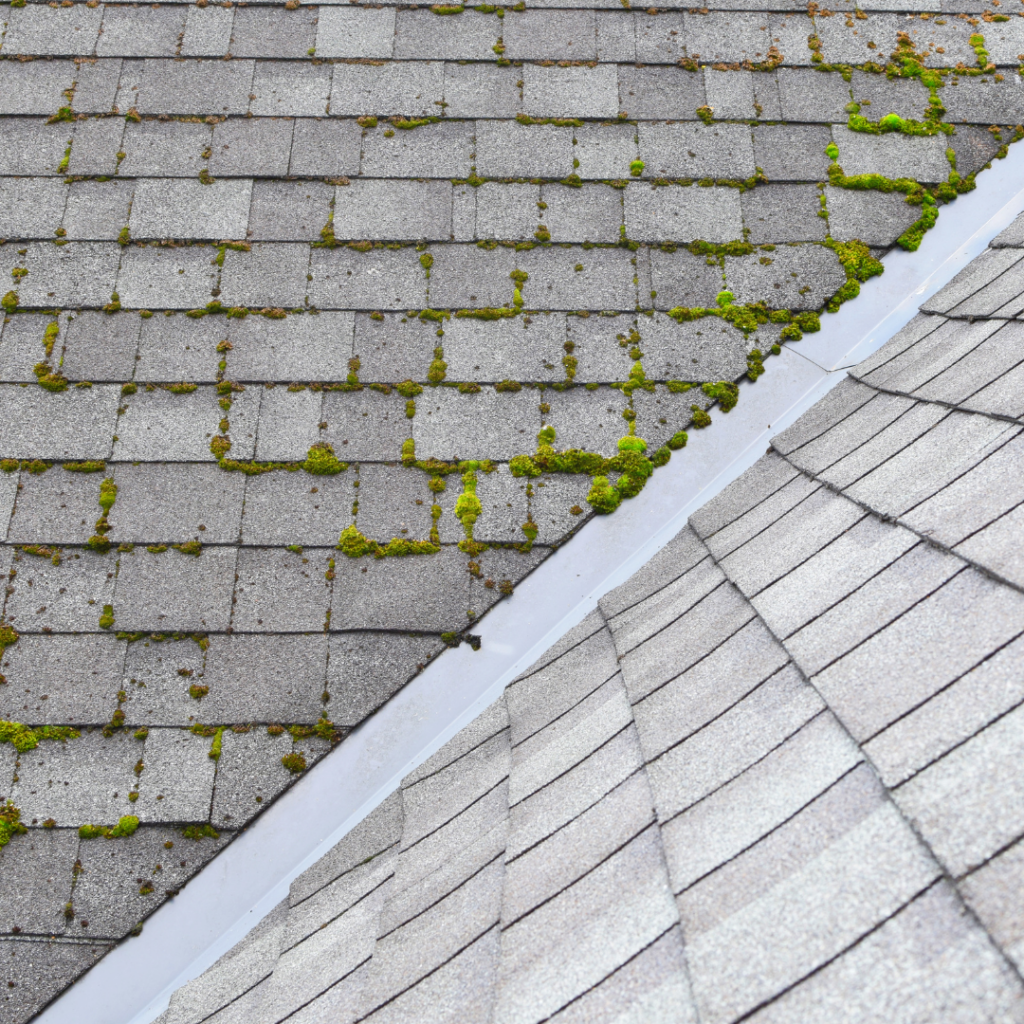 asphlat roof repair moss on a roof