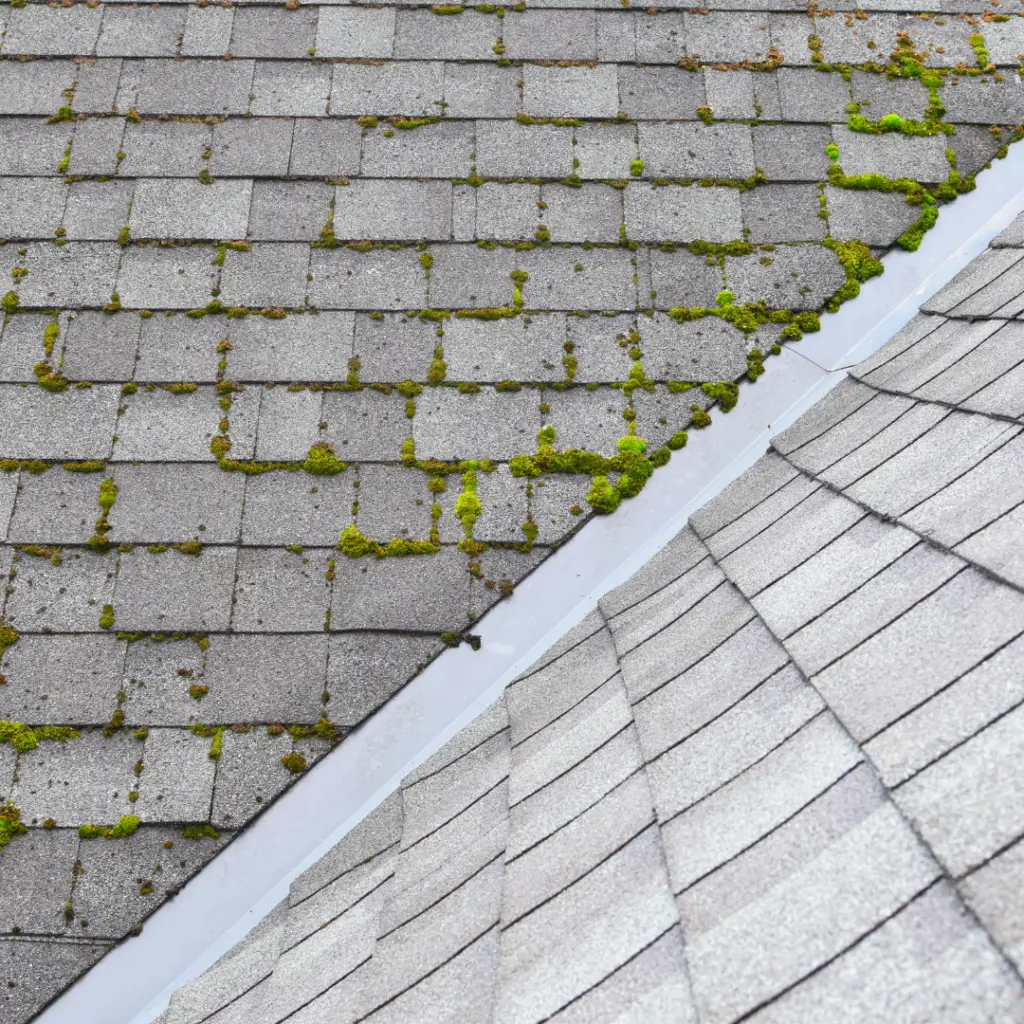 asphlat roof repair moss on a roof