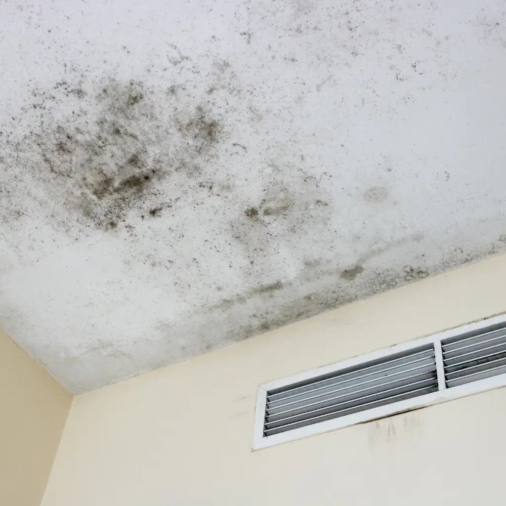 mold on a ceiling