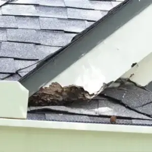 rodent was entering through the flashing